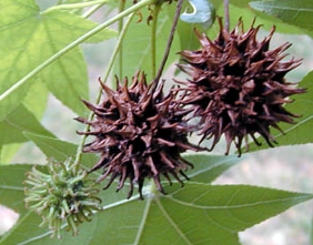 ambrowiec amerykanski - drzewo ozdobne o kasztanowcowatych owocach